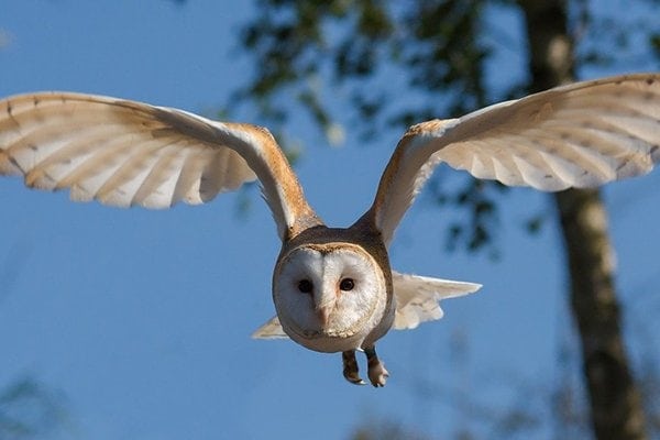 Barn Owl