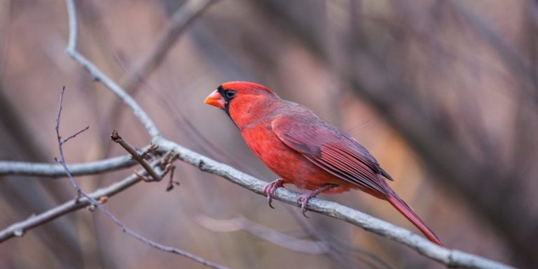 Cardinal Bird Feeder Review 2024 Bird Informer   Cardinal On A Branch 768x384 