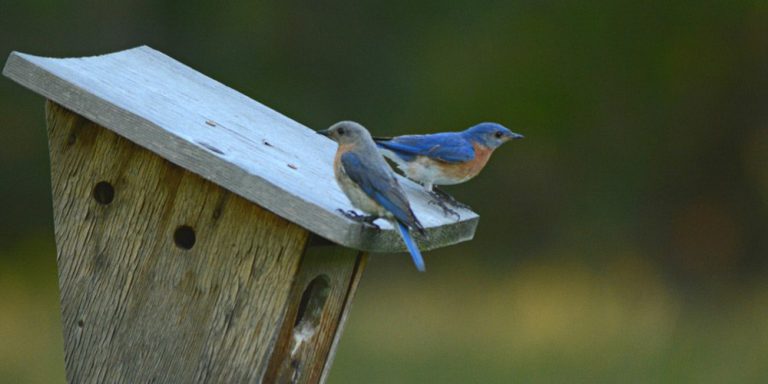 Bird Informer: Best Bluebird Houses
