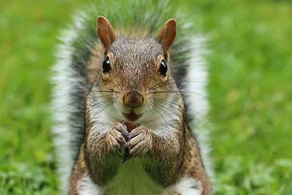 Squirrel Eating Birdseed