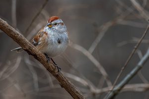 American Tree Sparrow - Bird Informer