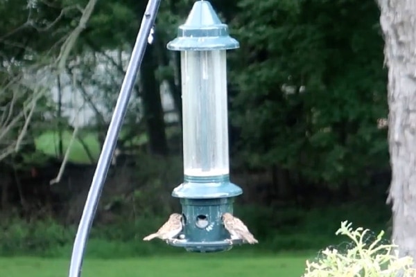 Brome Squirrel-Proof Bird Feeder