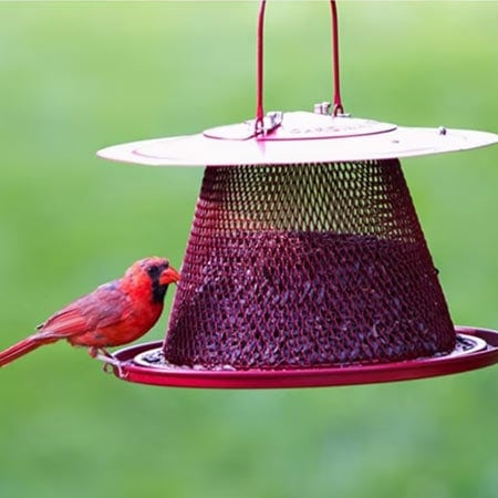 Cardinal on the No/No Red Cardinal Bird Feeder