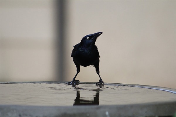 Common Grackle at bird bath