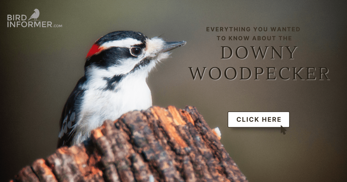 downy woodpecker diet