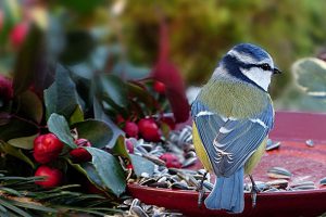 Never Before Answers For How Long Does Bird Seed Last - Bird Informer