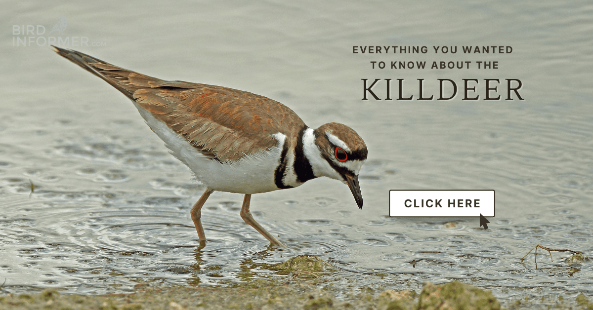 Killdeer - Bird Informer