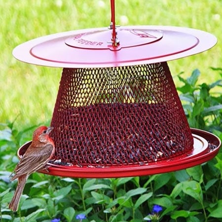 No/No Red Cardinal Bird Feeder