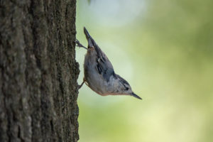 White-breasted nuthatch - Bird Informer