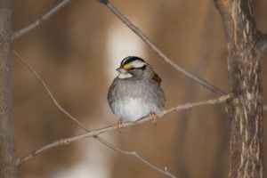 White-throated Sparrow - Bird Informer