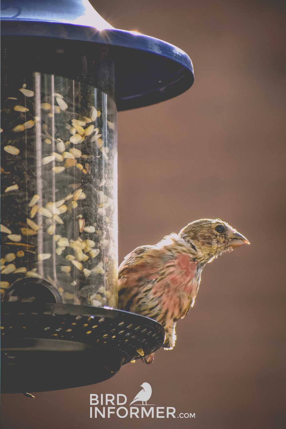 finch at birdfeeder