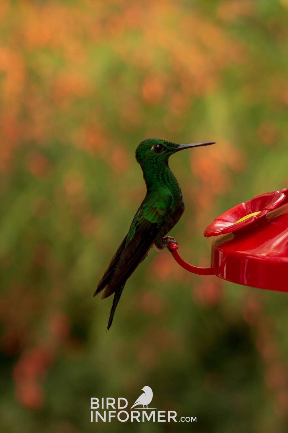 image of hummingbird eating out of nectar birdfeeder