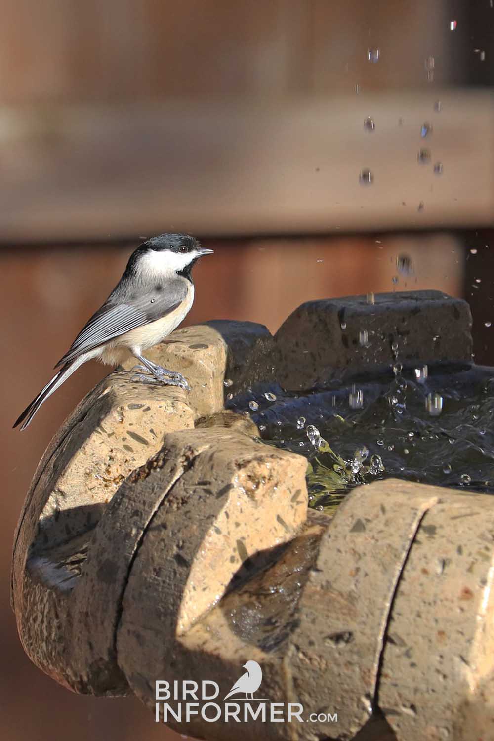 sparrow in birdbath