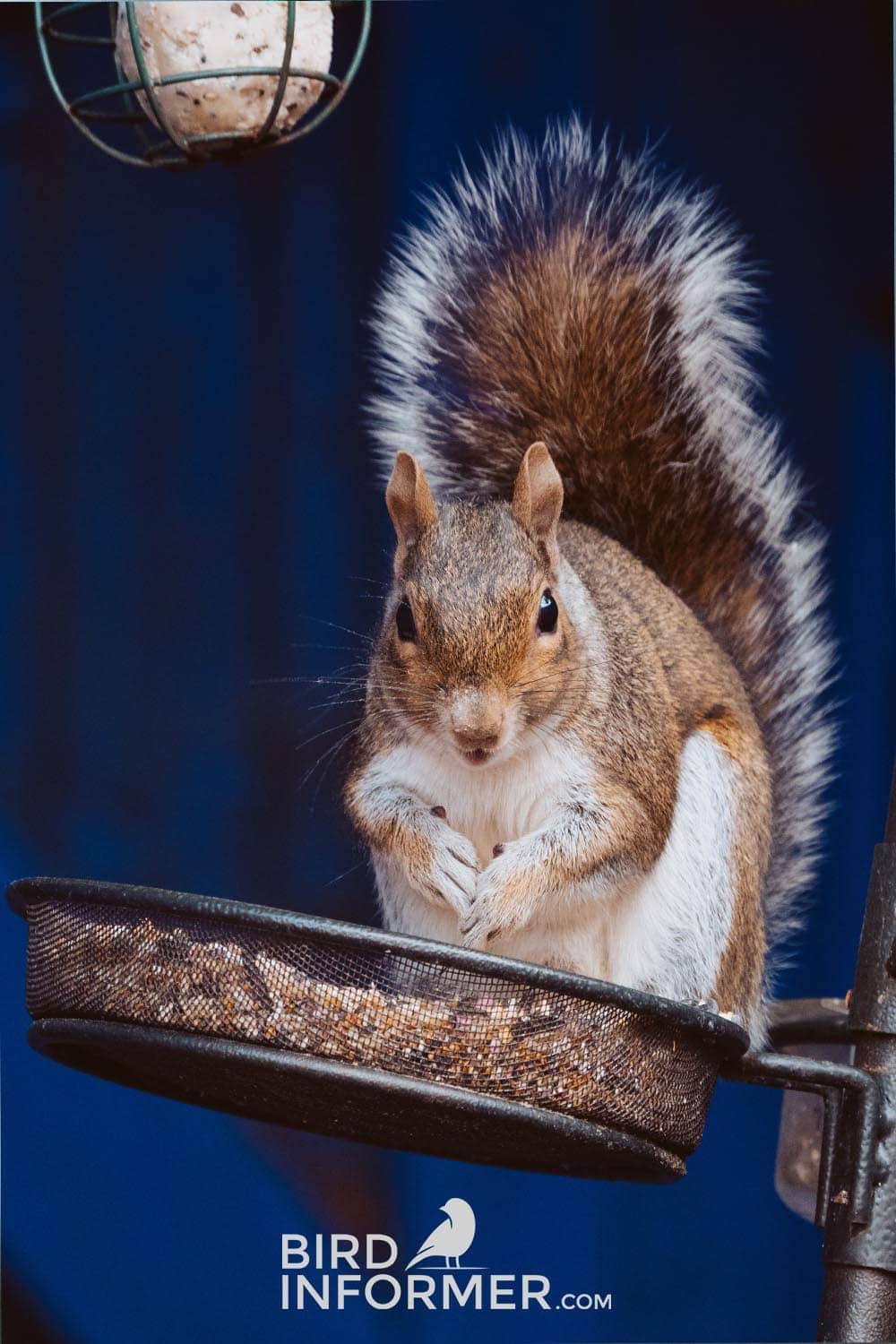 squirrel at birdfeeder