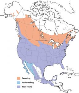 40 Most Common Backyard Birds In Maine - Bird Informer