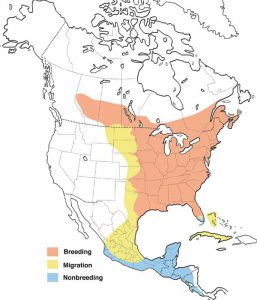 40 Most Common Backyard Birds In Maine - Bird Informer