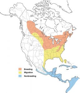 40 Most Common Backyard Birds In Maine - Bird Informer