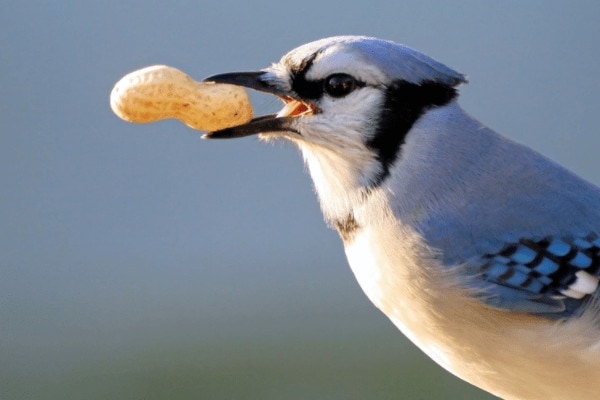 What Do Blue Jays Like To Eat Bird Informer