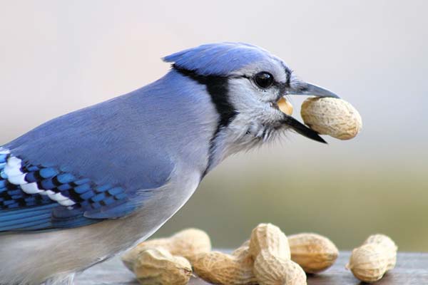 How Much Do Birds Eat