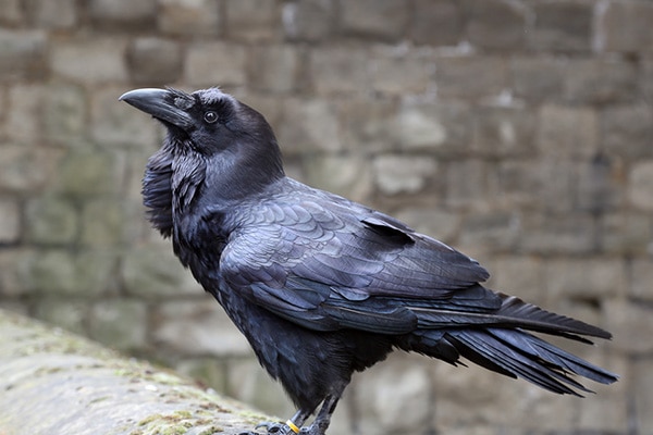 are crows smarter than dogs