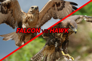 Falcon vs Hawk: Learn The Differences Of These Birds - Bird Informer