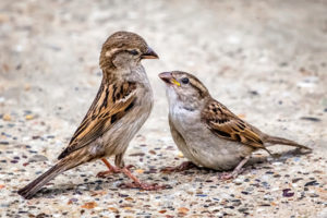 How To Keep Sparrows Away - Bird Informer