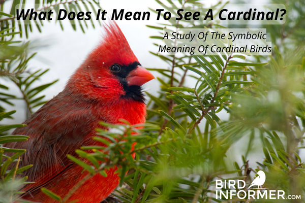 Red Cardinal Meaning Bird Informer