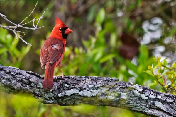 do cardinals migrate