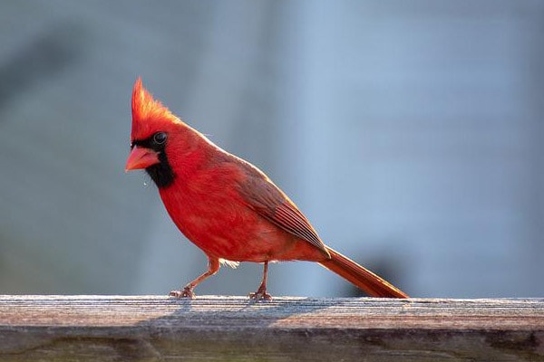 cardinal perched on fence in backyard