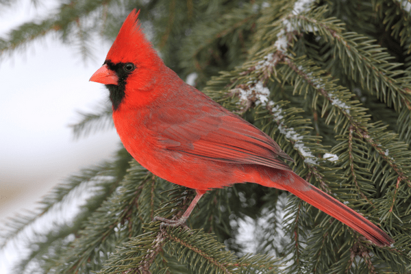 cardinal perched on pine tree in the snow