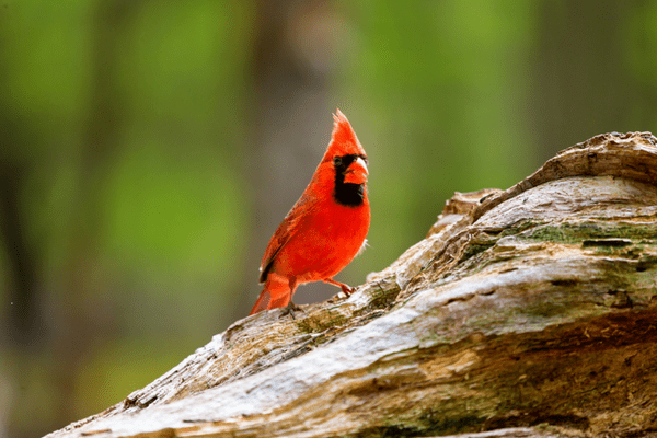 close up of a cardinal in the forest