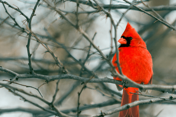 single cardinal on a tree branch