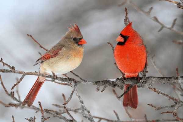 two cardinals in snow