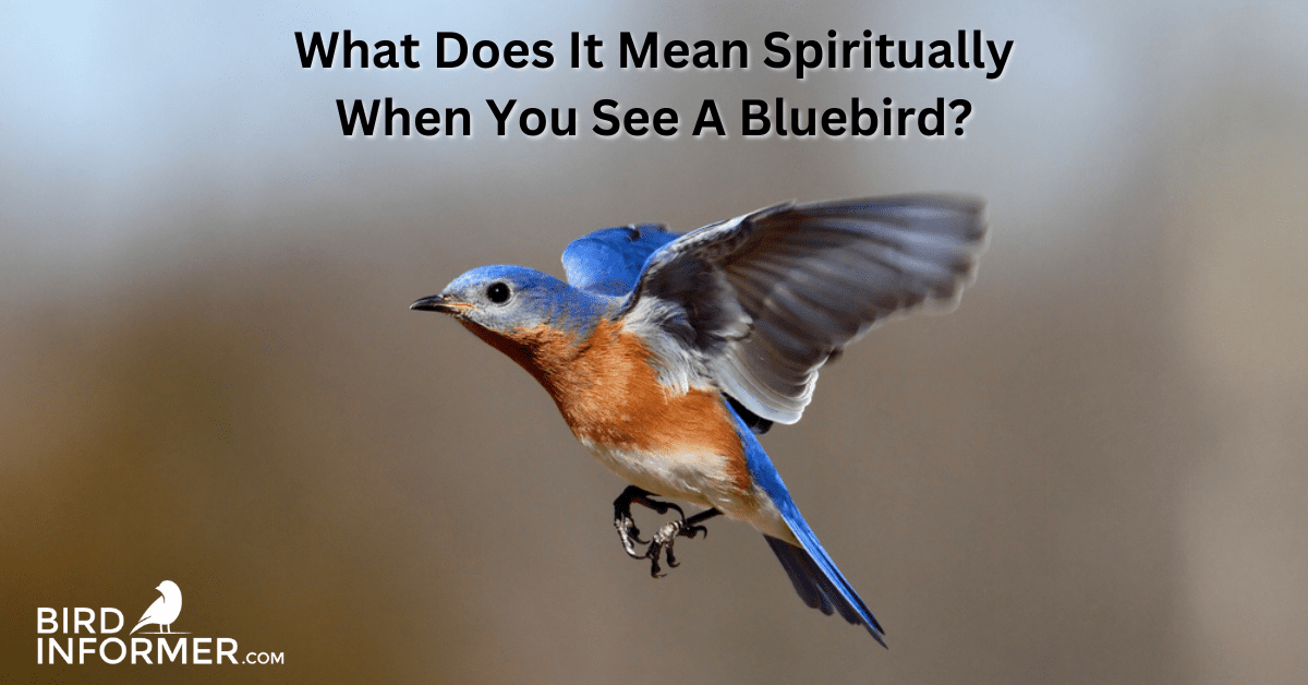 what-does-it-mean-spiritually-when-you-see-a-bluebird-bird-informer