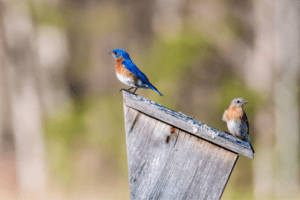 Where To Place Bluebird Houses - Bird Informer