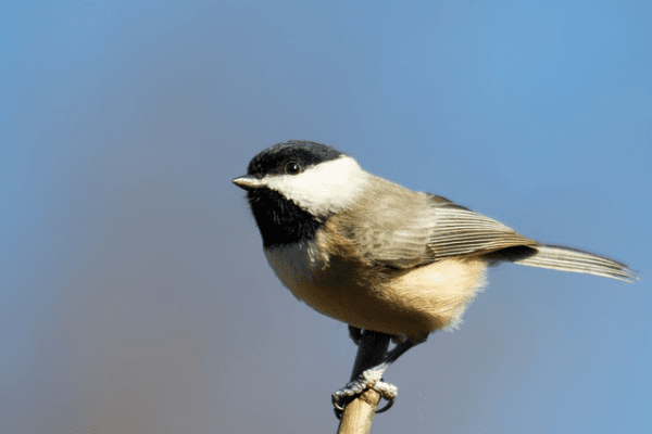  Do Black capped Chickadees Use Birdhouses Bird Informer