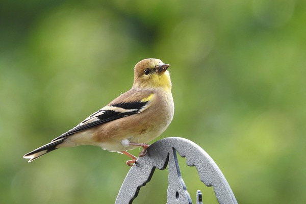 image of goldfinch depicting color change